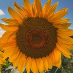 Cedric Brummer-Owens - @cedric_bo23 - Instagram