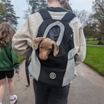 Cedric the sausage dog! - @cedri_cwalker - Instagram