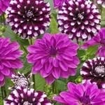 Celerina Flores - @fcelerina - Instagram