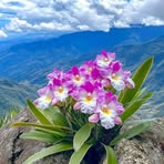 Celeste Hernandéz - Facebook