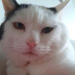 Celeste Baxter - @celeste.cat.smartie - Instagram