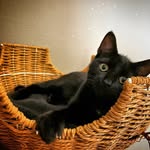 ♥︎      𝑪𝒆́𝒍𝒆𝒔𝒕𝒆      ♥︎ - @celeste_blackcat - Instagram