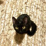 @celeste_black_cat - Instagram