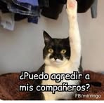 Celeste Felix - Facebook