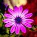 Celeste Guardado  - Facebook