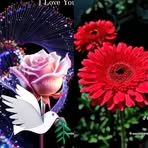 Celeste Howard - Facebook