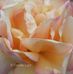 Celeste Light - Facebook
