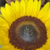 Celestial Truth Tarot - @celestelighttruth - TikTok