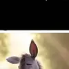 Celeste Mariscal - @celeste.mariscal8 - TikTok