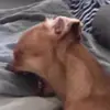 celeste:) - @celeste.marquez - TikTok