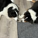 Celeste Shirley - @willowandbirchaussies - Instagram