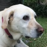 Celeste Thomson - @celeste_thomson - Instagram