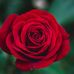 Celestina Ramos Fuentes - Facebook