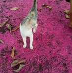 Celia Chavarria - Facebook