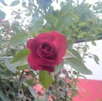 Celia Chavarria - Facebook
