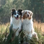 Célia Sarraute - Education et Comportement Chien - @trufzen.chien - Instagram