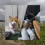 osamanta_fox/rucia_fox/celia_fox - @osama.rucia_y_celia.fox - Instagram
