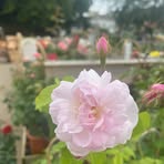 Celia Mason - Facebook