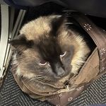 Celia Patterson - @cbpattter - Instagram