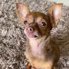 Célia, a pinscher - @celiapinscher - TikTok