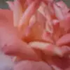 Celia Ponce - @celia.ponce8 - TikTok