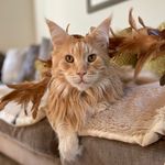 Celia Roberts - @mainecoonred - Instagram