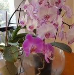 Celia Ryan - Facebook