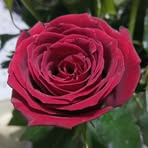 Celina Ramirez - Facebook