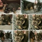 Celina Roberts - @celina_frenchbull - Instagram