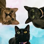 Vaca Celina, Romeu & Julieta - @vacacelinacat - Instagram