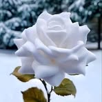 Mayra Celina Avelino Wallace - Facebook