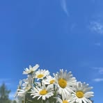 Celina Watkins Celina Watkins - Facebook