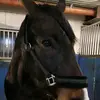 horses for life❤️❤️ - @celina_wille - TikTok