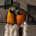Celina Wirth - Facebook