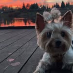 @yorkshireterier.celina - Instagram