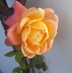 Celinda Diaz - Facebook