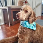 Celine Austin - @pilot.the.poodle - Instagram