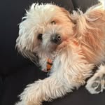 Celine & Cooper - @celine.and.cooper - Instagram
