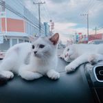 𝒄𝒆𝒍𝒊𝒏𝒆 𝒙 𝒄𝒐𝒐𝒑𝒆𝒓 𝒙 𝒍𝒖𝒌𝒂 - @celine.cooper.luka - Instagram
