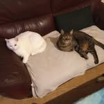 Celine Richard - @celinerichard405 - Instagram