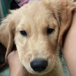 Cesar Arias - @cesararias04 - Instagram