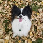 Charles César Belle Paw - @cesar_the_papillon - Instagram
