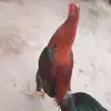 cesarcaballerohua7 - @cesarcaballerohua7 - TikTok