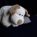 cesar🐾 - @_cesar_labrador_ - Instagram