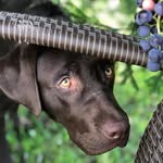 Cesar - @cesar_labrador_doggie - Instagram
