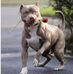 Cesar Lara - Facebook