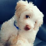 Césàr 🤍🐩 - @cesar_lili_06 - Instagram