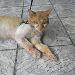 O gato César - @ogatocesar - Instagram