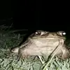 César - @cesar_luis_ - TikTok