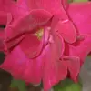 Cesar Navarrete - @cesar.navarrete972 - TikTok
